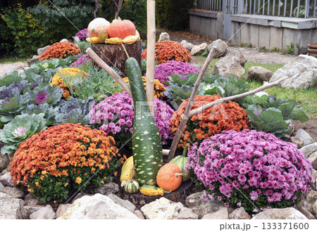 Decorative Pumpkins and Ornamental Kale in Cluj-Napoca Botanical Garden Decorative Pumpkins and Ornamental Kale in Cluj-Napoca Botanical Garden 133371600