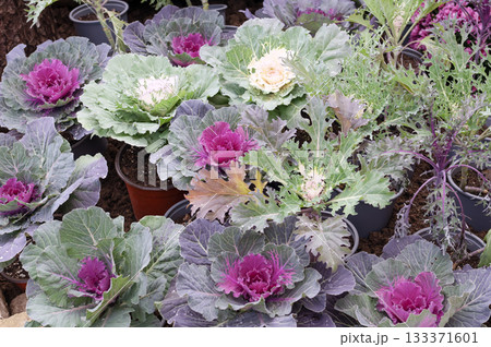 Purple and White Ornamental Cabbage in Cluj-Napoca Botanical Garden Purple and White Ornamental Cabbage in Cluj-Napoca Botanical Garden 133371601