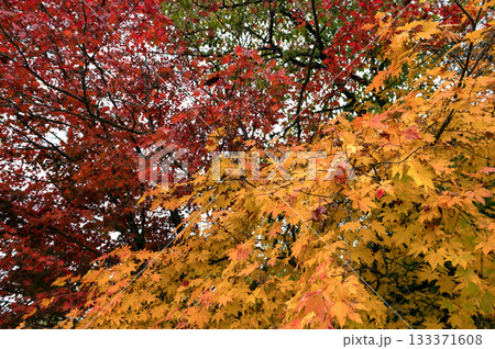 Vibrant Red and Yellow Japanese Maple Foliage in Autumn Garden 133371608
