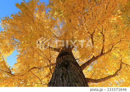 黄葉したイチョウ 133371646
