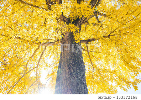 見上げた大銀杏　長福寺 133372168