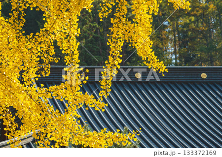 垂れ下がるイチョウの木 133372169