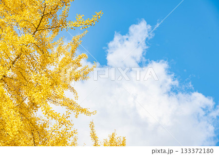 爽やかな秋空と銀杏の木 爽やかな秋空と銀杏の木 133372180
