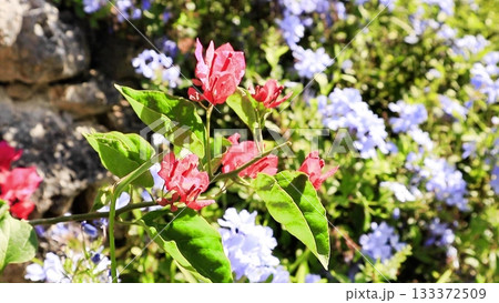 石垣島の赤いブーゲンビリアの花と青いルリマツリの花 133372509