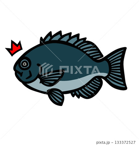 かわいい驚くグレのイラスト 133372527