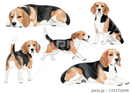 いろんなポーズのビーグル水彩イラストセット 133372640