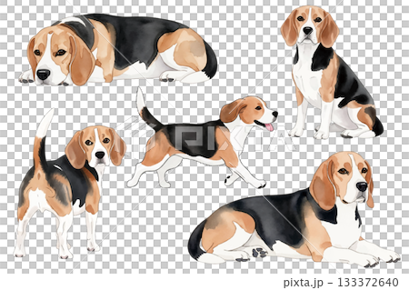 Beagle watercolor illustration set in various poses 133372640