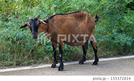 A goat grazes on grass along a roadside surrounded by greenery The setting appears peaceful Farm animal in rural environment 133372814