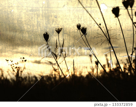 Wildflowers against a golden-toned textured background. The delicate wild flowers, plants, grasses. Vintage Art Prints. 133372859