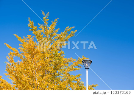 青空と実をつけた銀杏の木 青空と実をつけた銀杏の木 133373169