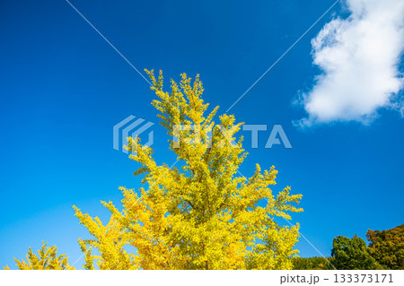 青空と実をつけた銀杏の木 133373171