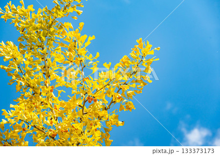 青空と実をつけた銀杏の木 133373173