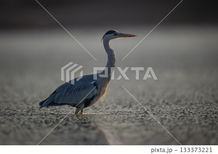 Grey heron stands backlit in calm pond 133373221