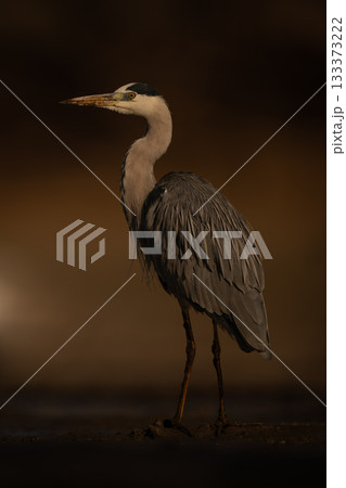 Grey heron stands beside river turning head 133373222