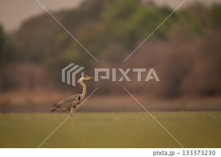 Grey heron stands in water in profile 133373230