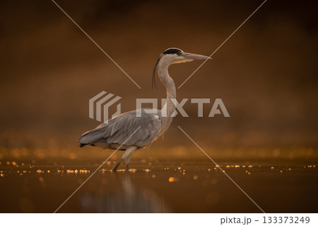 Grey heron walks backlit across shallow pool 133373249
