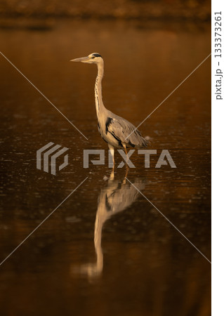 Grey heron walks through pond in sunshine 133373261