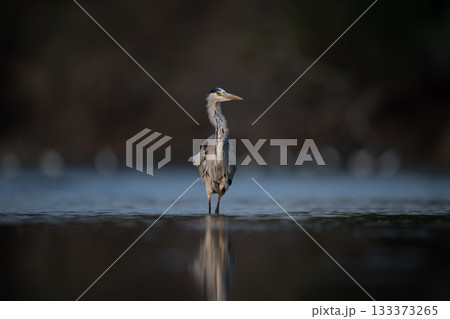 Grey heron walks towards camera through pool 133373265