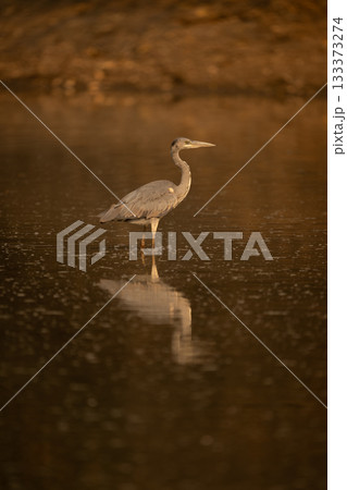 Juvenile grey heron stands in calm pond Juvenile grey heron stands in calm pond 133373274
