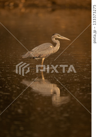 Juvenile grey heron stands in calm pool Juvenile grey heron stands in calm pool 133373275