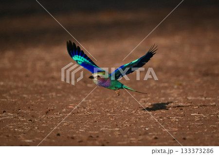 Lilac-breasted roller flying low and spreading wings 133373286