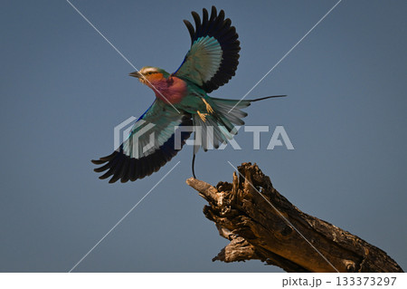 Lilac-breasted roller spreading wings flying from stump 133373297
