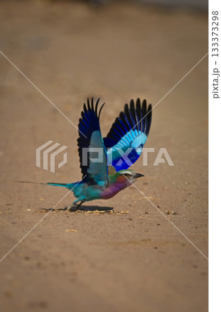 Lilac-breasted roller takes off from sandy soil Lilac-breasted roller takes off from sandy soil 133373298