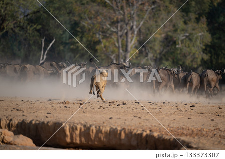 Lioness chases Cape buffalo herd past trees 133373307