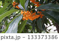 葉と枝があるキンモクセイ 133373386