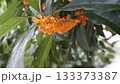 葉と枝があるキンモクセイ 133373387