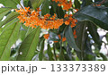 葉と枝があるキンモクセイ 133373389