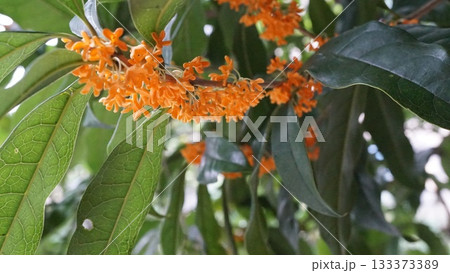 葉と枝があるキンモクセイ 133373389