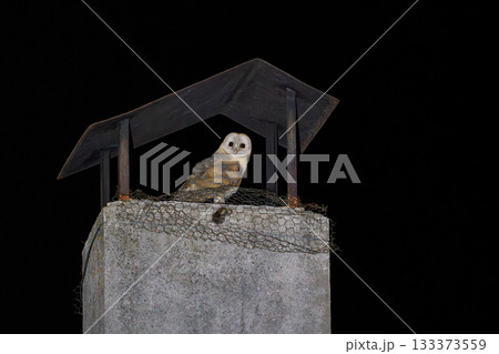 Nocturnal Barn Owl Resting on a Chimney Top 133373559