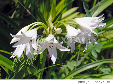 White Crinum Lilly (lat.- Crinum Powellii) 133373936
