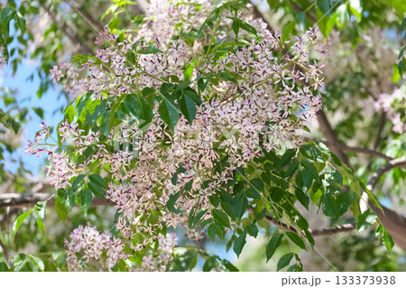 Spring blossom chinaberry tree, pride of India, bead-tree (lat.- Melia azedarach) 133373938