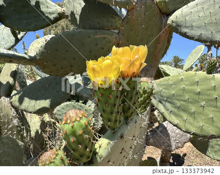 Blossom prickly pear cactus (lat.- Opuntia) Blossom prickly pear cactus (lat.- Opuntia) 133373942