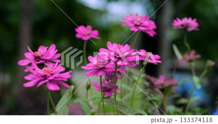 bright floral display, radiant magenta flowers showcasing crisp textural details and lively hues 133374118