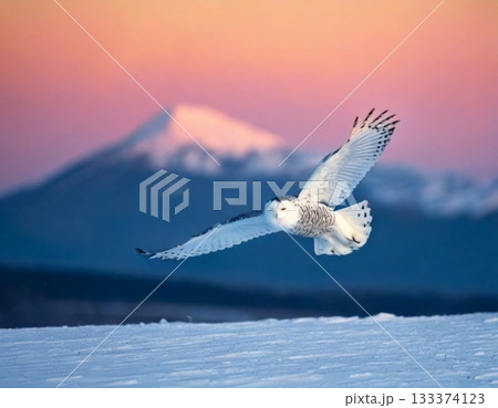 flying seagull flying over snow mountain 133374123