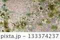 Various lichens on granite surface forming a natural pattern in green, yellow, and pink tones 133374237