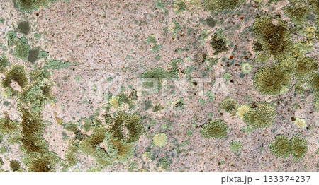Various lichens on granite surface forming a natural pattern in green, yellow, and pink tones Various lichens on granite surface forming a natural pattern in green, yellow, and pink tones 133374237