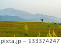 Lonely tree in a blooming steppe with blue mountains in the background at sunrise 133374247