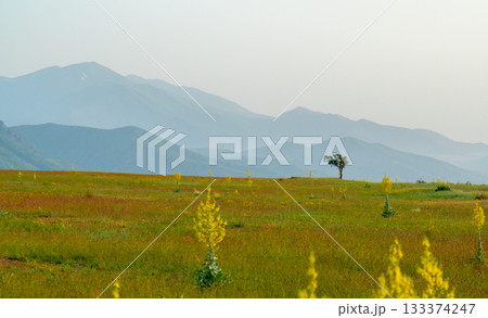 Lonely tree in a blooming steppe with blue mountains in the background at sunrise Lonely tree in a blooming steppe with blue mountains in the background at sunrise 133374247