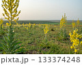 Mullein plants blooming in a wide mountain valley at sunrise, with snow-capped peaks in the background 133374248