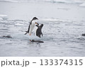 Gentoo Penguin on the ice 133374315