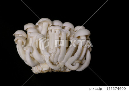 White Shimeji Mushrooms on Black Background White Shimeji Mushrooms on Black Background 133374600