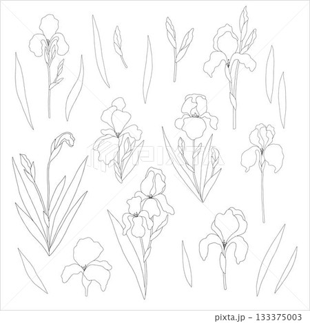 Non-AI Vector iris flower set. Collection of iris flowers, leaves, stems, and buds isolated on white. 133375003