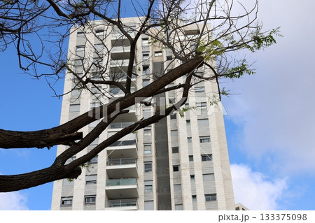 Houses in Tel Aviv against a backdrop of tall trees Houses in Tel Aviv against a backdrop of tall trees 133375098