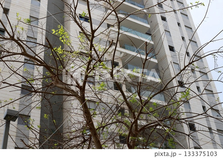 Houses in Tel Aviv against a backdrop of tall trees Houses in Tel Aviv against a backdrop of tall trees 133375103