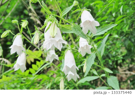 ホタルブクロの花 徳島 ホタルブクロの花 徳島 133375440