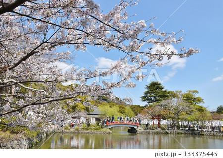 春の鶴岡八幡宮源平池 神奈川 春の鶴岡八幡宮源平池 神奈川 133375445